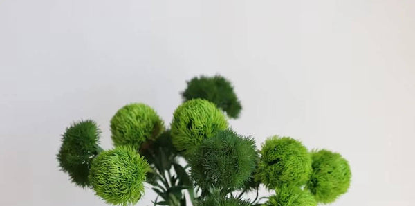 Tiges artificielles boule de dianthus vert réaliste de 55 cm avec tiges vert frais: Vert frais
