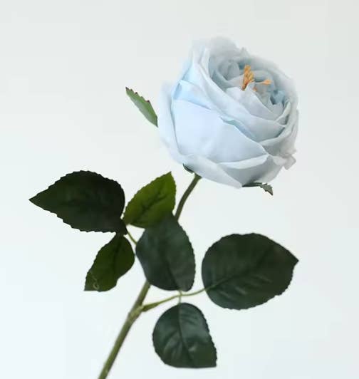 Tige de rose chou Austin anglaise premium de 17" ou 24" en vrai toucher: Blanc pur