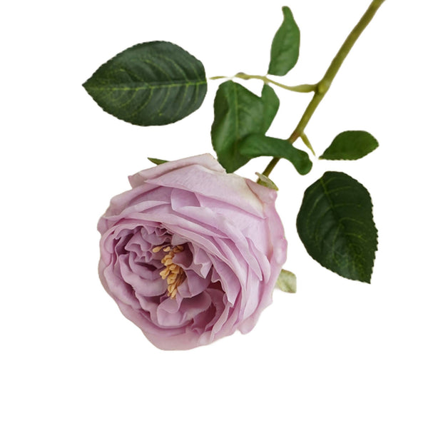 Tige de rose chou Austin anglaise premium de 17" ou 24" en vrai toucher: Blanc pur