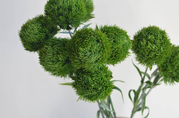 Tiges artificielles boule de dianthus vert réaliste de 55 cm avec tiges vert frais: Vert frais
