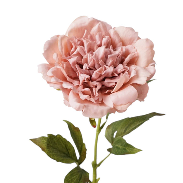Tige de pivoine 23,5" avec revêtement hydratant au toucher réaliste: Begonia Pink