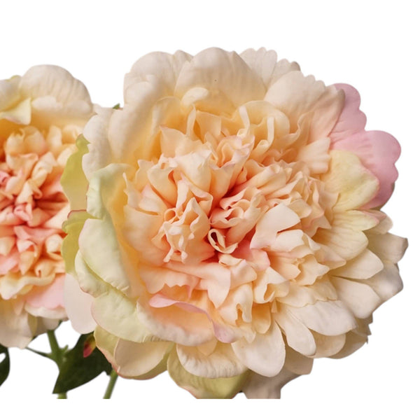 Tige de pivoine 23,5" avec revêtement hydratant au toucher réaliste: Begonia Pink