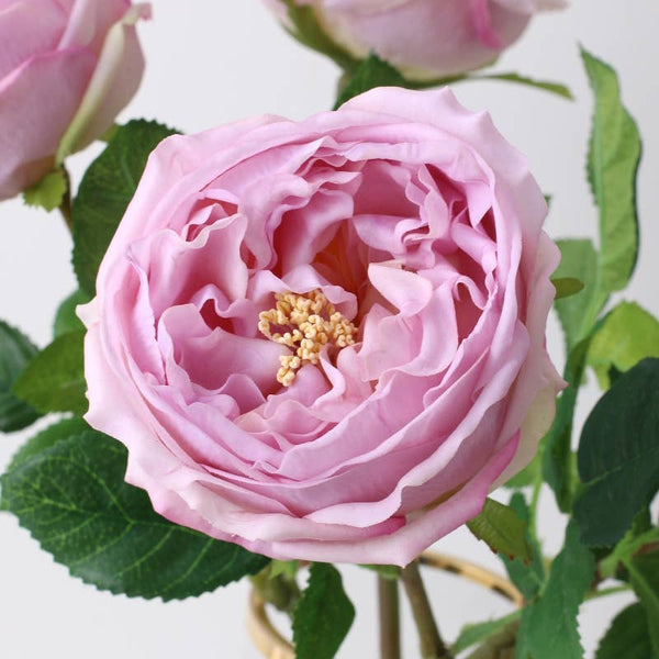Tige de rose chou Austin anglaise premium de 17" ou 24" en vrai toucher: Rose fuchsia